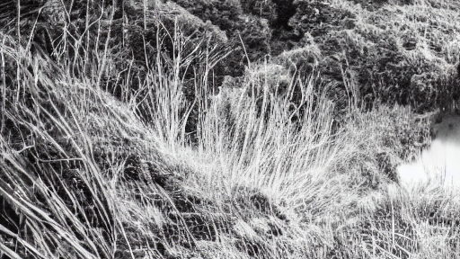 audio-pic